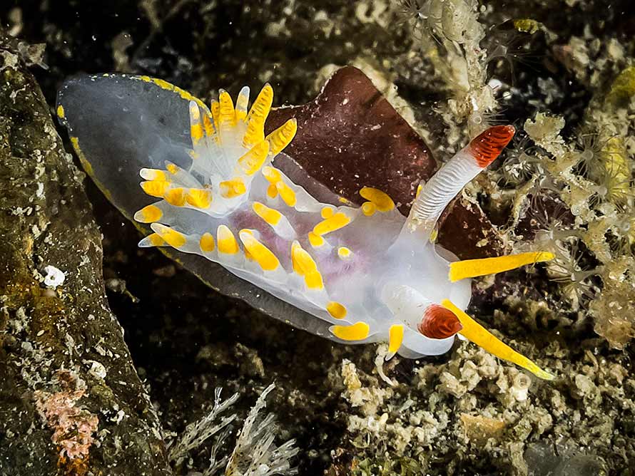 Okenia elegans